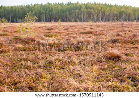 Autumn northern field in Karelia, northwest of Russia