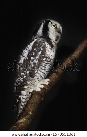 Hawk Owl on brunch (Surnia Ulula)