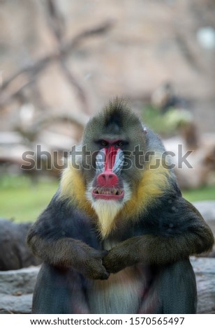 Young Male Mandrill Relaxing on Rocks