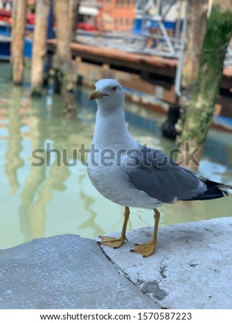 high equality picture of seagull in italy
