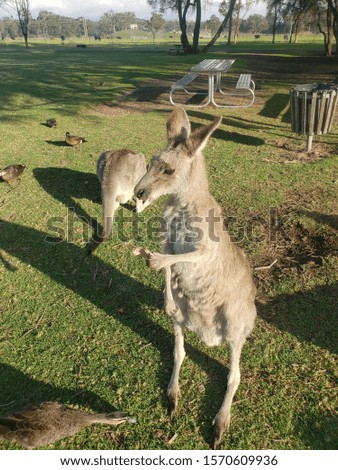 kangaroo eating a paper bag
