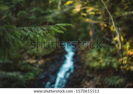 soft focus needle branch in fairy tale forest landscape with abstract blurred bokeh colorful natural unfocused background, scenery post card picture 