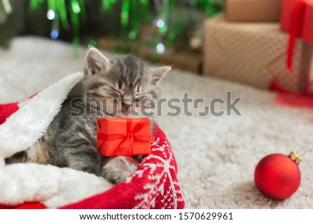 Christmas cat holding gift box sleeping on plaid under christmas tree. Adorable little tabby kitten, kitty, cat. Cozy Christmas holiday home. Animal, pet, cat. Close up, copy space. Christmas gifts