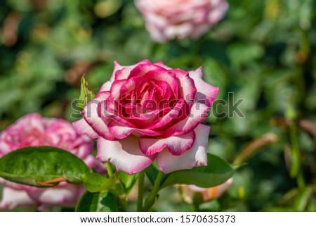 Rose Peace. Flower in full bloom