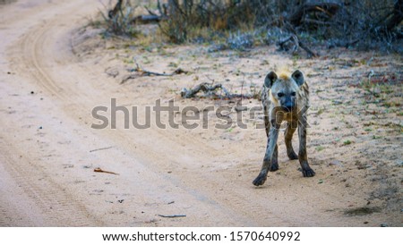 wild hyena in kruger national park in mpumalanga in south africa