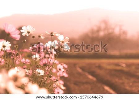 Cosmos flower blooming under sunlight in the field
