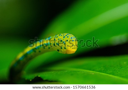 A macro shot of green caterpillar on the leaf with blurry background