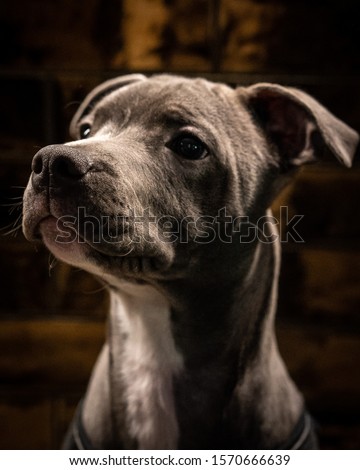 A photo of a grey blue eyed Staffordshire terrior, pictured with a reflective gold background. 