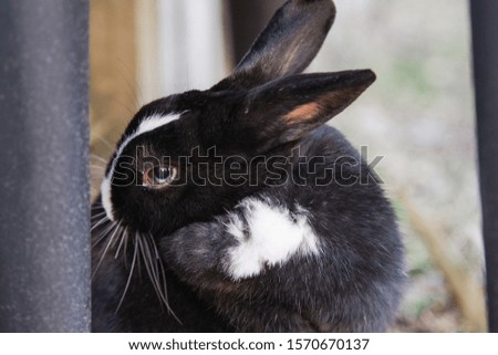 Cute domesticated black and white rabbit out and about in the yard