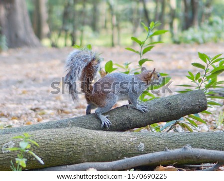 squirrel holding on the tree with its claws                              