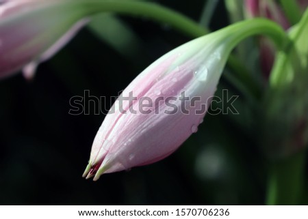 Picture of a beautiful pink lily bud in the garden!