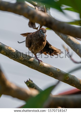 Take a picture of bird on branch.