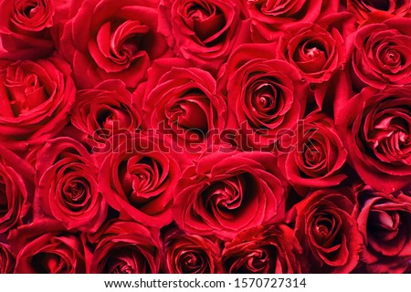 A Background of Natural Red Roses Creating a Colorful Display Royalty-Free Stock Photo #1570727314
