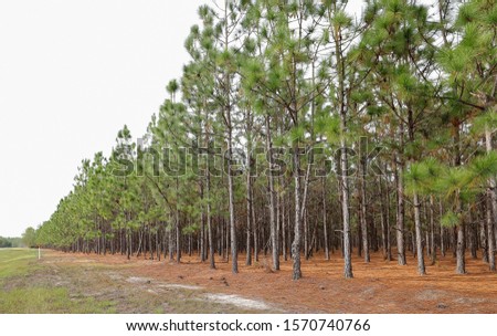 A grove of pine trees growing in rural Georgia along a state highway. Royalty-Free Stock Photo #1570740766