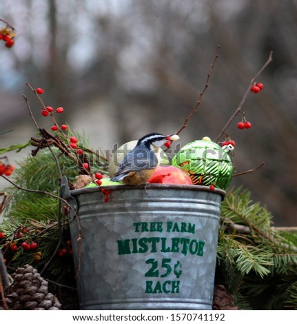Colorful holiday scene of a Red Breasted Nuthatch perched on a metal bucket holding a peanut in it’s beak announcing the sale of Mistletoe, filled with colorful Christmas bulbs and red berries.