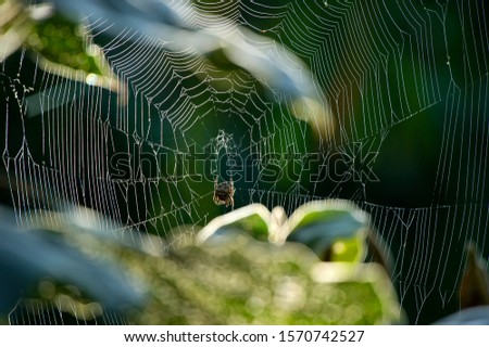 Spider web in morning light , Kangkrachan National Park, Thailand