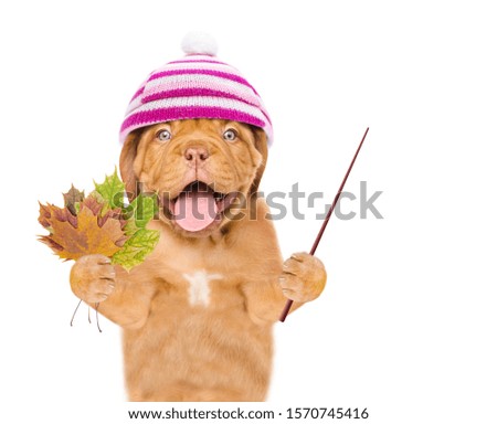 Happy puppy  wearing a warm hat with pompon holds dry colorful leaves and points away on empty space. isolated on white background