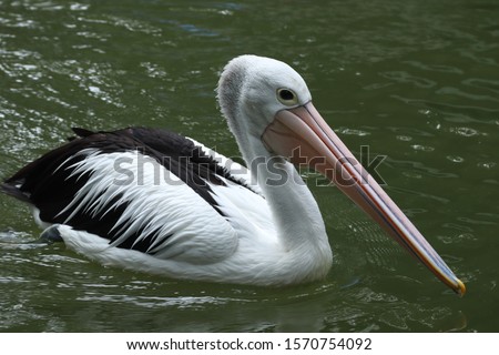 (Pelecanus Conspicillatus) - Pelicans are water birds that have a sac under their beak which is useful for storing food. Pelicans are good swimmers with short, strong and webbed feet.  Royalty-Free Stock Photo #1570754092