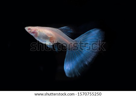 Small fish that are colorful and beautiful.,The fish has a pretty pale blue tail.,Isolate guppy fish while swiming on blackground.