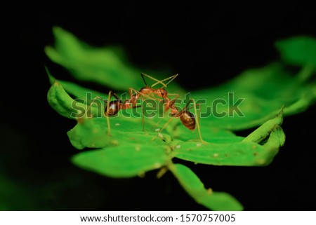 couple of ant kissing on top of the leaf