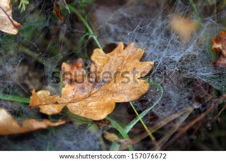 macro wet yellow oak leaf lying on the grass entangled in a spiderweb of autumn
