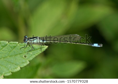 Blue-tailed Damselfly (Ischnura elegans), male, Untergroeningen, Baden-Wuerttemberg, Germany, Europe Royalty-Free Stock Photo #1570779328