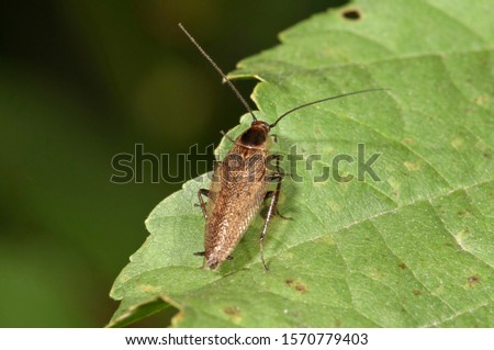 Dusky Cockroach (Ectobius lapponicus) Untergroeningen, Baden-Wuerttemberg, Germany, Europe Royalty-Free Stock Photo #1570779403