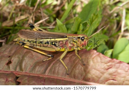 Large Marsh Grasshopper (Stethophyma grossum), female, Untergroeningen, Baden-Wuerttemberg, Germany, Europe Royalty-Free Stock Photo #1570779799