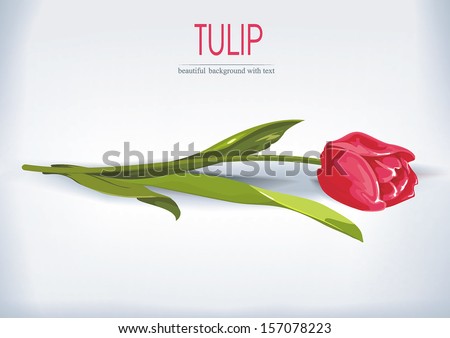 Beautiful One red tulip isolated
