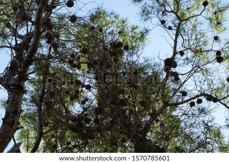 Mediterranean coniferous tree with cones. Nature background with Tree branches.