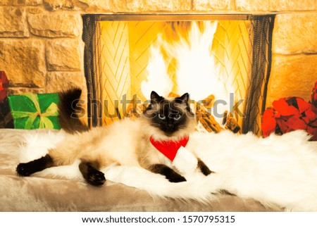 Cats photo session  in Christmas  costumes 