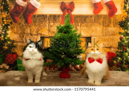 Cats photo session  in Christmas  costumes 