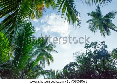 Blue sky Coconut leaf frame  texture background