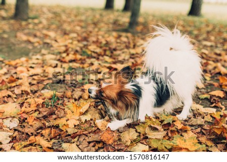 The cute dog with white brown hair nibbles a stick in the autumn covered with orange leaves of the park. Papillon Butterfly Dog
