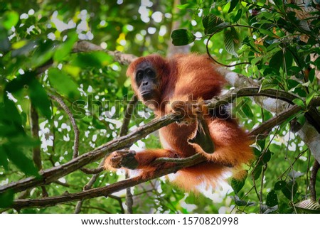 meet orang utan (monkey) and childs at the Gunung Leuser National Park, north sumatera , Indonesia Royalty-Free Stock Photo #1570820998