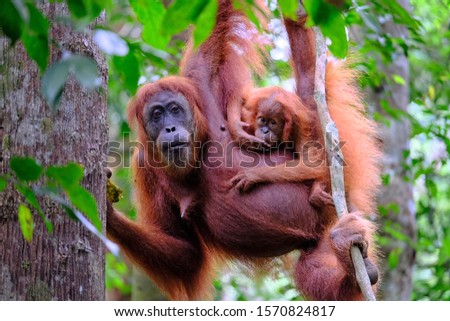the noisy, orang utan (monkey) and childs at the Gunung Leuser National Park, north sumatera , Indonesia Royalty-Free Stock Photo #1570824817