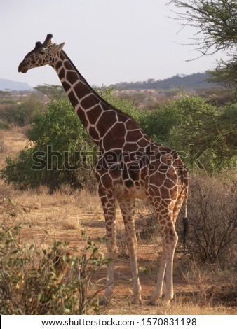 They have long legs, long necks, and relatively short bodies. Their heads are topped with bony horns, and their tails are tipped with a tuft of fur. A short mane runs down the length of their longneck
