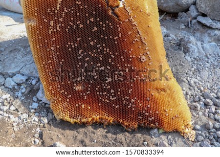 Traditional way of harvesting honey from wild bee combs on Bali island in Indonesia. Huge bee comb leaning on a large stone. Close up picture of beekeeper harvesting fresh honey from honeycomb.