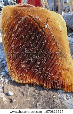 Traditional way of harvesting honey from wild bee combs on Bali island in Indonesia. Huge bee comb leaning on a large stone. Close up picture of beekeeper harvesting fresh honey from honeycomb.