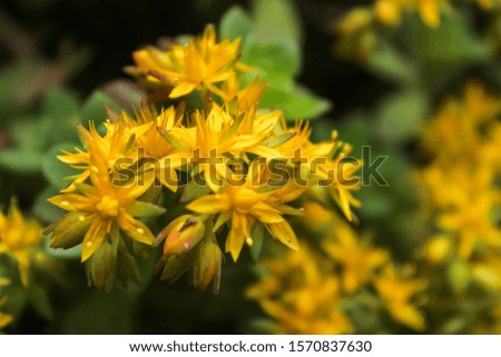 Yellow colour flower.