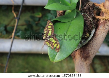 butterfly exotic with brown wings with green spots sitting on leaf