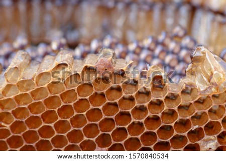 Macro photo of broken bee comb. Longitudinal quarry on the side of hexagonal wax chambers. An interesting demonstration of the perfect work of bees. Open bee chamber. Best background for your project.