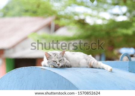 Gray cat sleeping relax on the blue tank