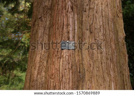 Botanical Identification Label and Bark on the Trunk of a Sawara Cypress Tree (Chamaecyparis pisifera) Native to Japan and of the Family Pressaceae