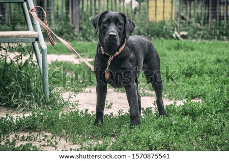 Black Labrador puppy on a leash