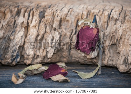 Rose with dried leaves on the old wooden floor.