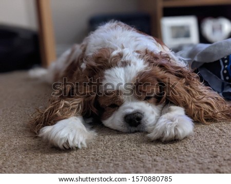 a close up picture of a cavalier king Charles spaniel dog sleeping on the floor