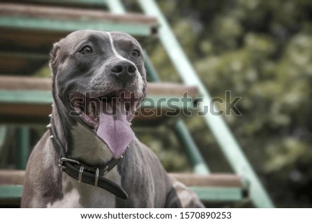
Pit bull terrier with a smiling face