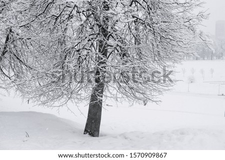 Heavy snowfall in the park, snow-white landscape