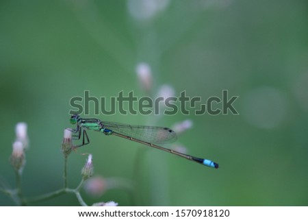 Blue-tail damselfly or Common Bluetail damselfly in natural environment, staying still on a little Ironweed flower on blurred green leaf background.